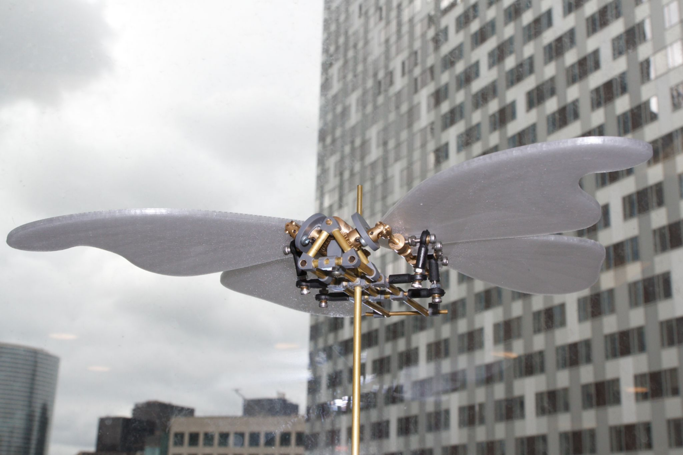 Atlas Butterflies Detail 2